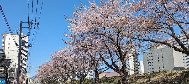 桜４月-1