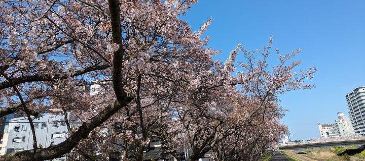 桜４月-5